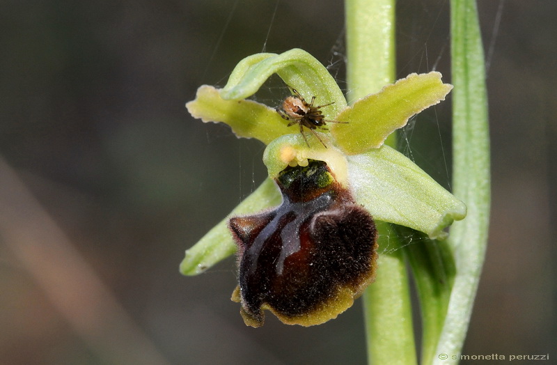 Orchidee del Chianti - Ophrys sphegodes e altre...